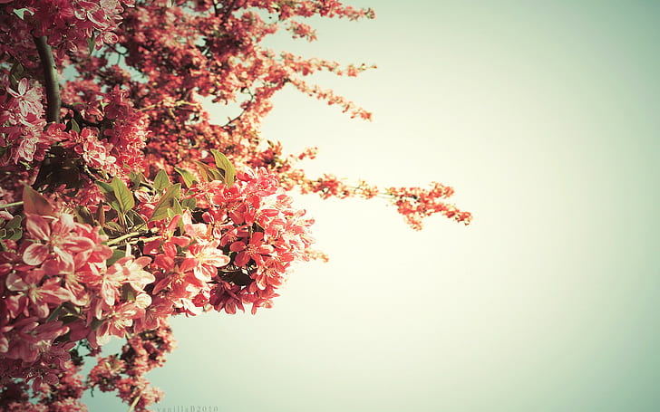 flowers, sky, pink, plants, HD wallpaper