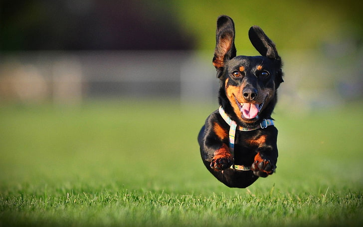 adult black and mahogany dachshund, Dogs, Jump, one animal, canine, HD wallpaper