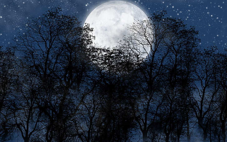 night, Moon, stars, trees, silhouette, digital art, sky, plant