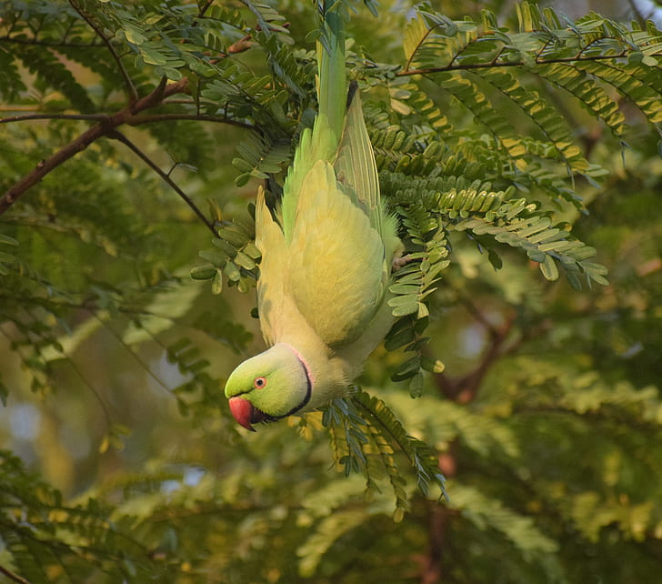 branches, bird, parrot, Indian ringed parrot