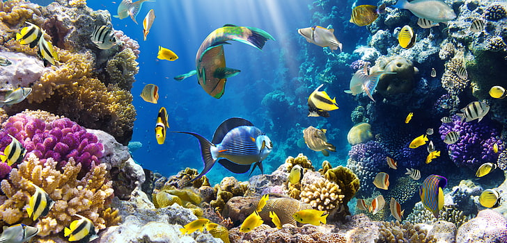 HD wallpaper: fish, fishes, ocean, sea, sealife, underwater, sea life ...