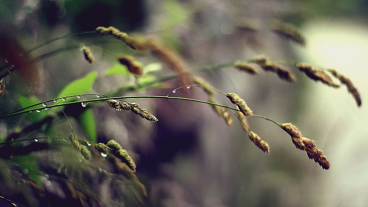 nature, spikelets, plant, growth, focus on foreground, close-up, HD wallpaper