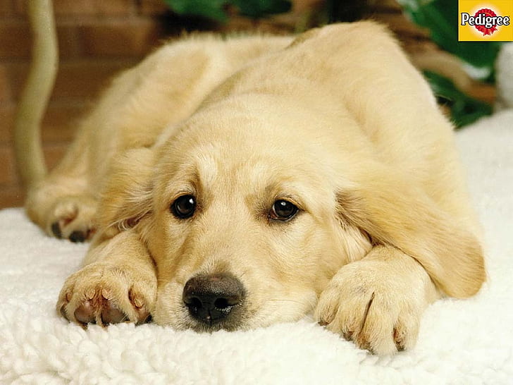 HD wallpaper: thinking puppy dogs golden retriever HD, golden retriever,  animals | Wallpaper Flare