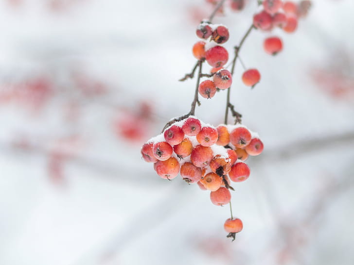 small round red fruits, Winter, berries