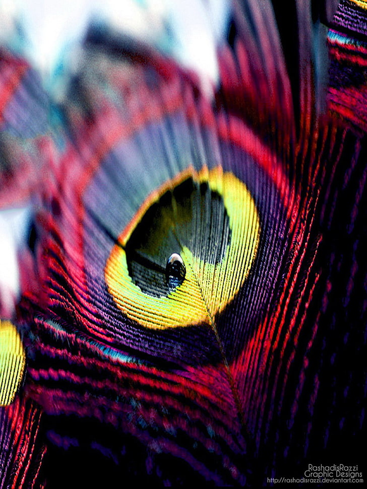 multicolored feather print textile, feathers, animal themes, one animal, HD wallpaper
