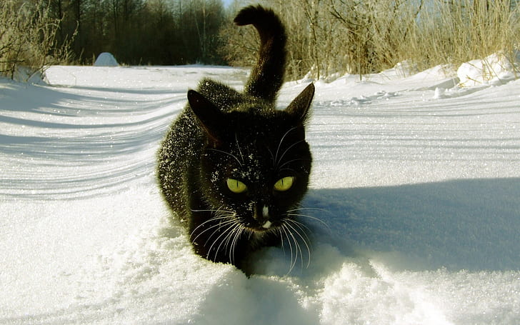 cat, snow, yellow eyes, outdoors, winter