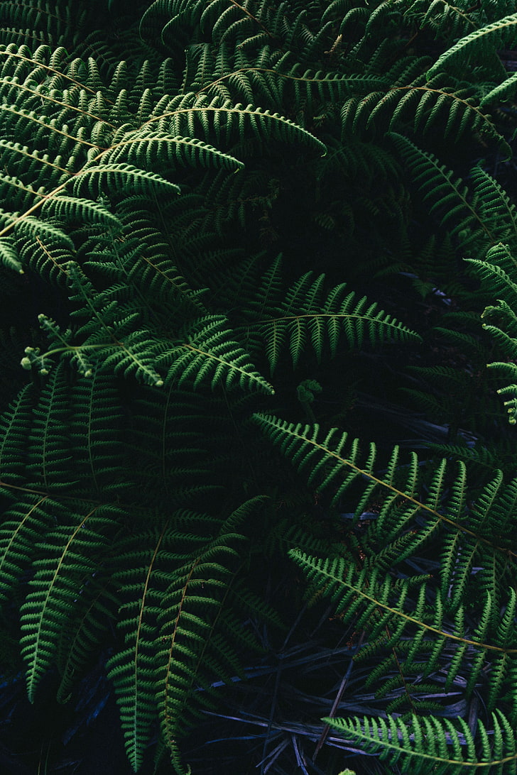 green leafed plants, ostrich fern, leaves, plant part, green color, HD wallpaper