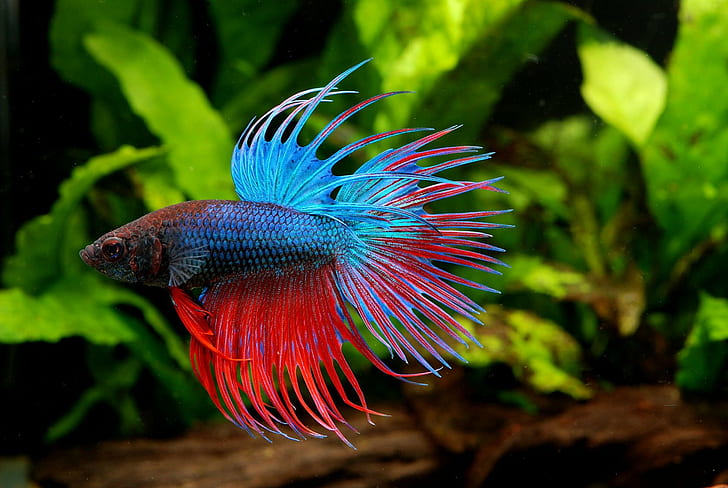 betta, Fighting, fish, psychedelic, Siamese, tropical, underwater
