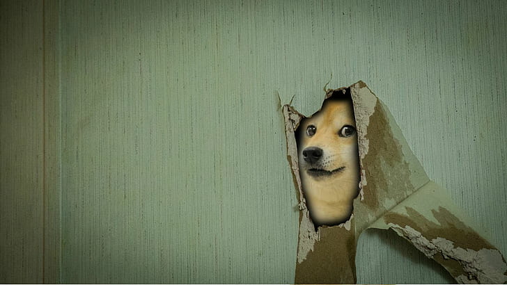 doge, memes HD wallpaper