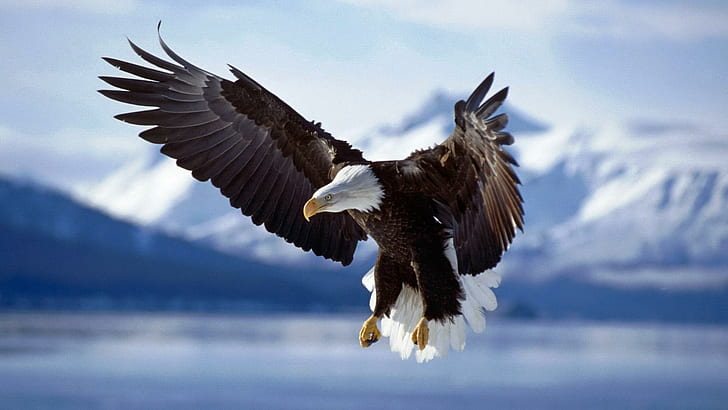 Aguila Americana, bonita foto, animals