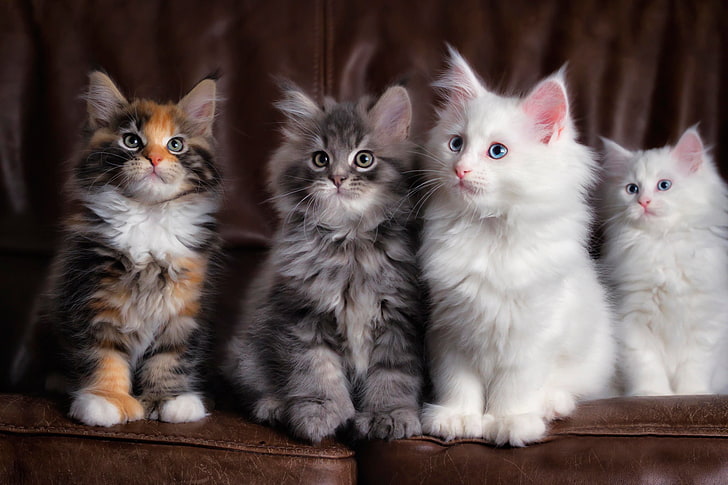 four assorted-color kittens, cats, fluffy, colorful, cute, pets, HD wallpaper