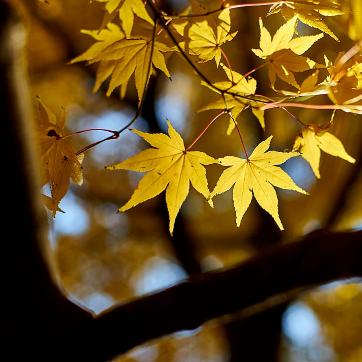 selective focus photography of yellow maple leaves, Mellow Yellow, HD wallpaper