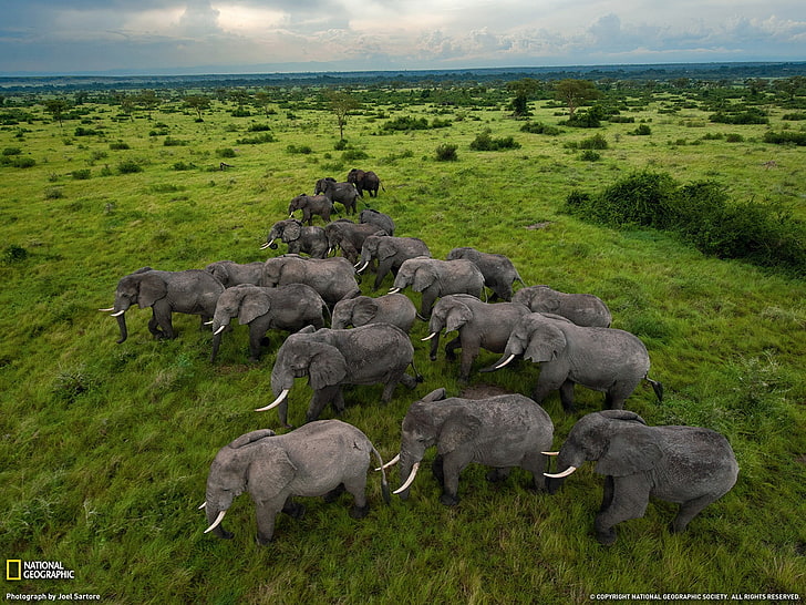 Elephants Uganda-National Geographic Best Wallpape.., gray elephant lot, HD wallpaper