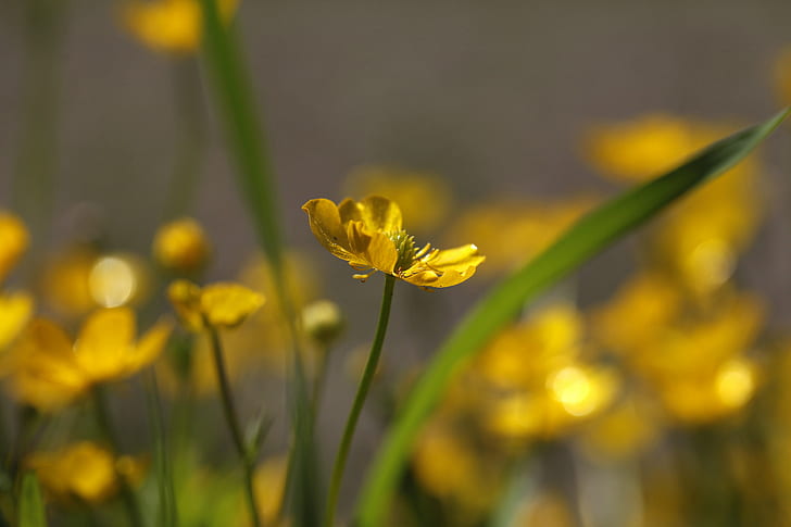 swallow focus photo of yellow petaled flower, gold, buttercups