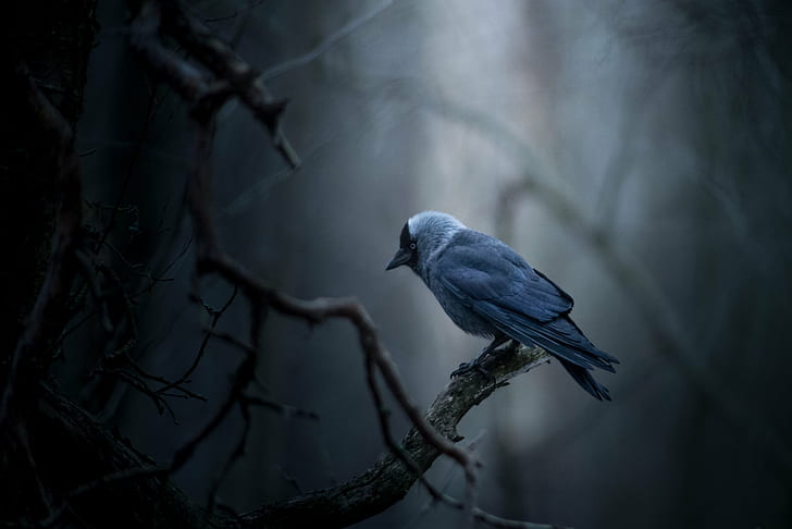 tilt lens photography of blue bird on wood branch, jackdaw, jackdaw