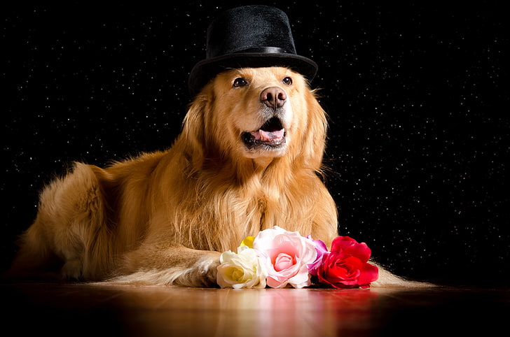 animals, background, black, dogs, glance, hat, Retriever, roses