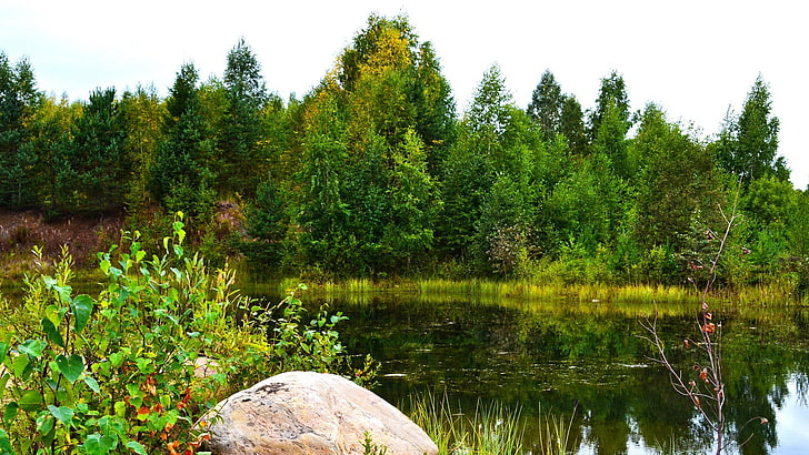 nature, green, forest clearing, plant, tree, water, lake, beauty in nature