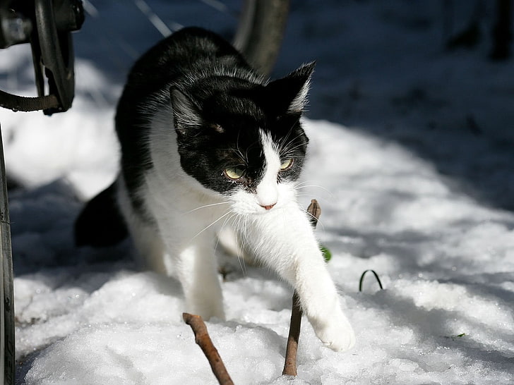 black and white tuxedo cat, snow, caution, winter, domestic, pets