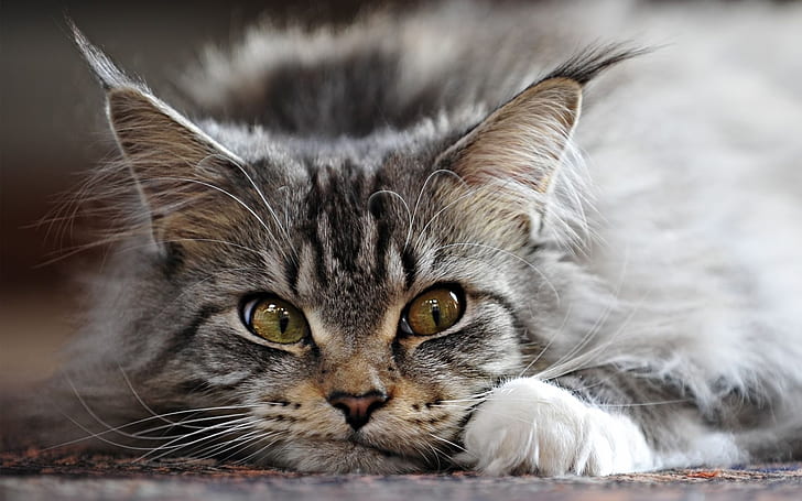 Adorable Maine Coon Cat, lovable, sleepy, HD wallpaper
