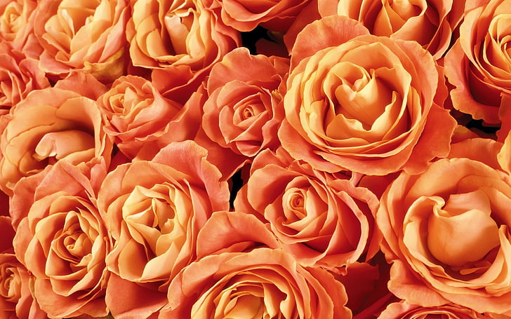 bunch of orange rose flowers, roses, buds, much, rose - Flower, HD wallpaper