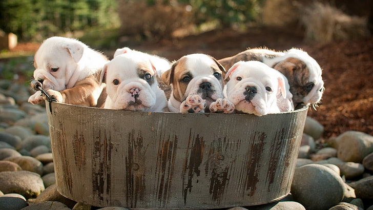 liter of tricolor puppies, dog, animals, pets, domestic, canine, HD wallpaper