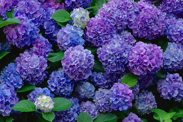 Hydrangea Photos Download The BEST Free Hydrangea Stock Photos  HD Images