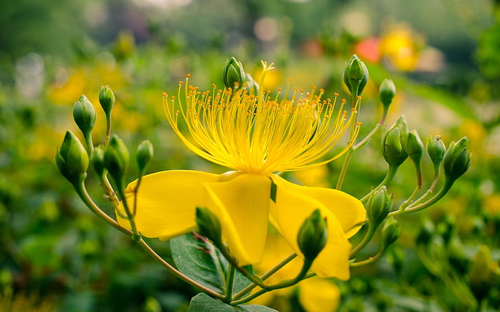 Plants Yellow Flower Hypericum Perforatum Known As Perforate St John’s Wort Android Wallpapers For Your Desktop Or Phone 3840×2400