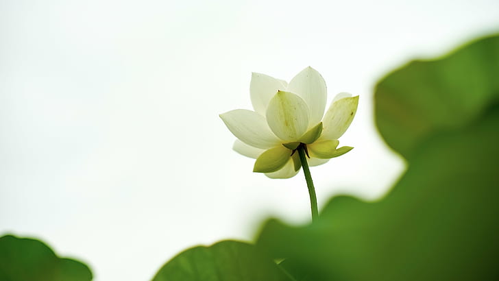 white flower with green leaves, None, Super, Takumar, F1.4, 蓮, HD wallpaper