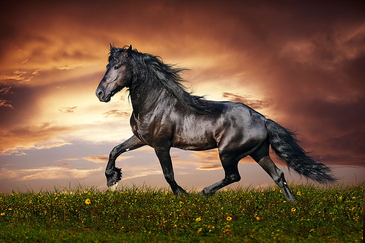 black horse, running, sunset, field, grass, flowers, animal, stallion, HD wallpaper