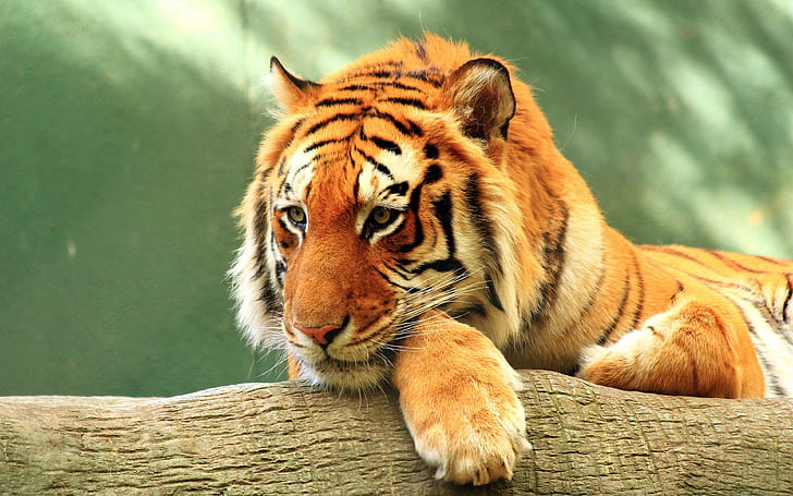 Tiger Close up 4K, HD wallpaper