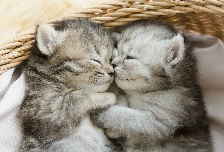 cute kittens, sleeping, cats, Animal, eyes closed, mammal, domestic, HD wallpaper