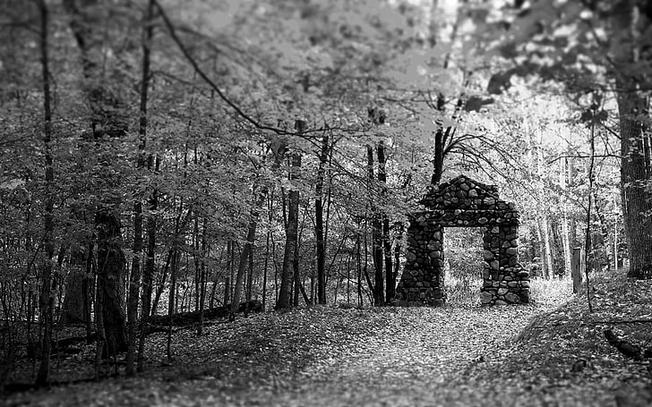 forest grayscale photo, black, white, ruin, leaves, trees, fallen tree, HD wallpaper