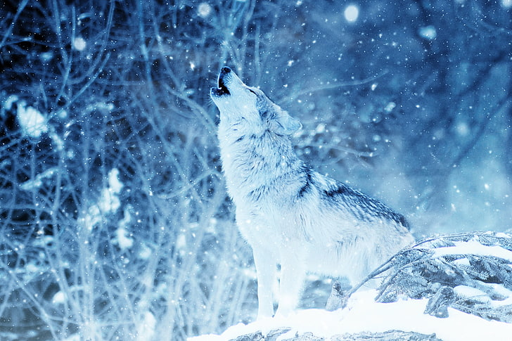 gray and white wolf, predator, howl, photoshop, snow, winter