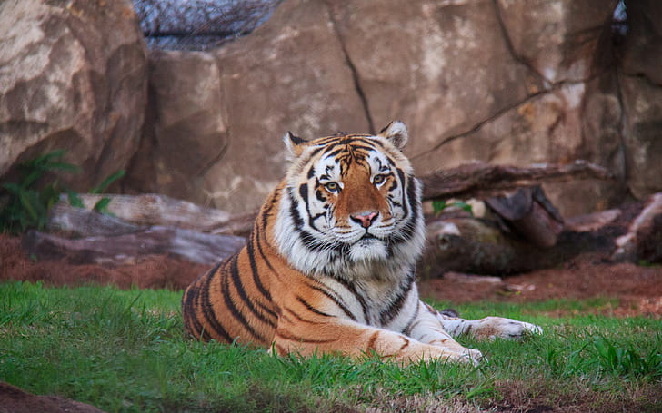 siberian tiger, lying backgrounds, predator, Download 3840x2400 siberian tiger