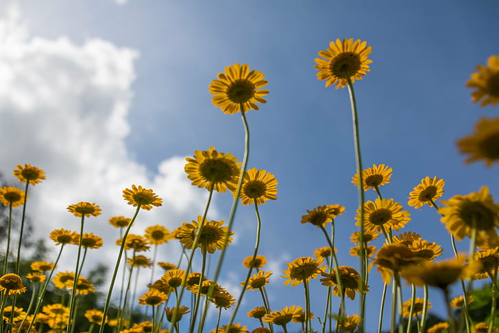 low angle photo of yellow sunflowers field, Reaching for the sky