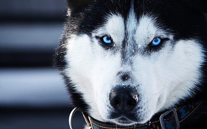 Husky, Animals, Dogs, Blue Eyes, Photography, white and black alaskan malamute, HD wallpaper