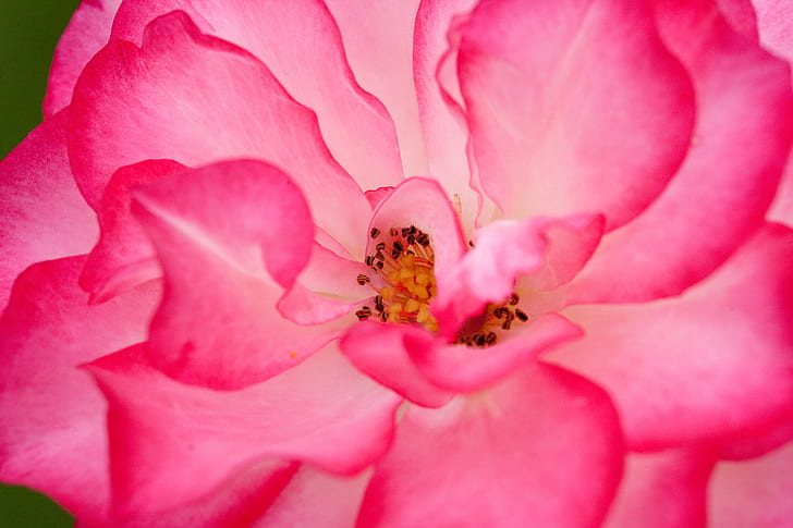 micro photography of  pink flower, Pattern, Nature, patterns, HD wallpaper