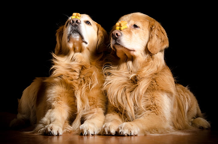Dogs, Golden Retriever