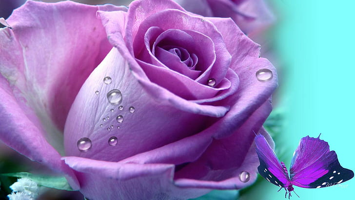 Lilac Rose, cyan, fleur, papillon, flower, butterfly, lavender, HD wallpaper