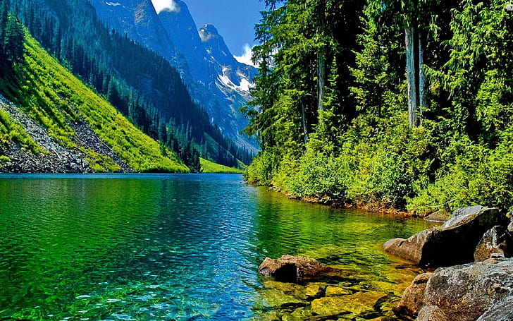 HD wallpaper: Nature-Landscape-clear mountain river-stone-pine forest and  mountainous peaks-Desktop Wallpaper HD-4780 | Wallpaper Flare