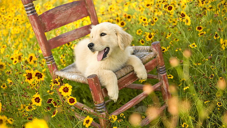 Golden Days Of Spring, yellow labrador retriever dog, dogs, nice, HD wallpaper