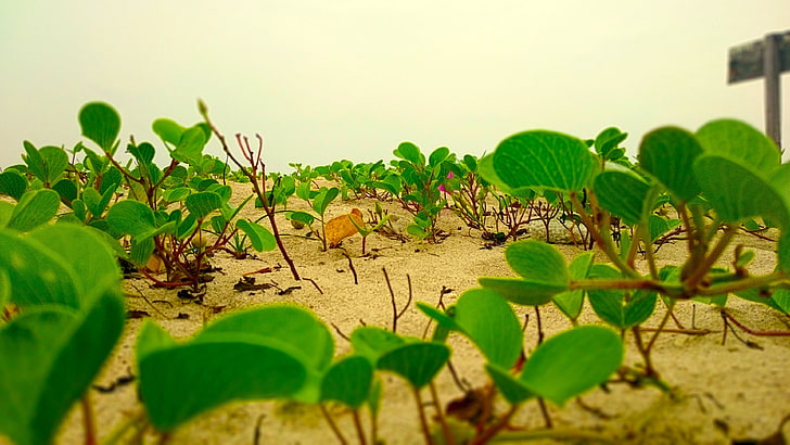 green leaf plant, nature, lotus flowers, beach, Sri Lanka, plant part, HD wallpaper