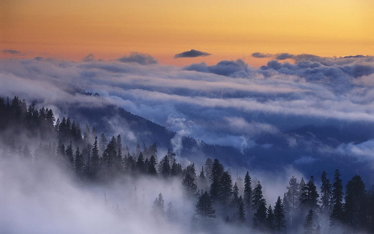 green trees, nature, landscape, Yosemite National Park, mist, HD wallpaper