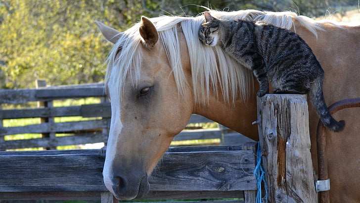 horse, cat, love, emotion, feelings