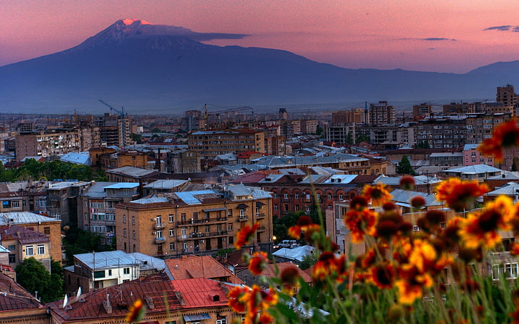 orange flowers, armenia, city, yerevan, cityscape, mountain, urban Scene