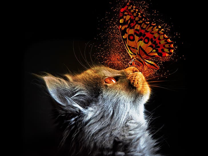 HD wallpaper: cat, light, butterfly | Wallpaper Flare