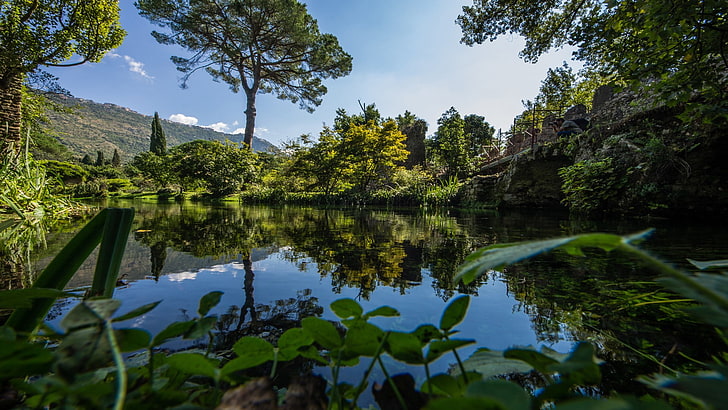 trees, water, jungle, reflection, plant, lake, tranquility, HD wallpaper