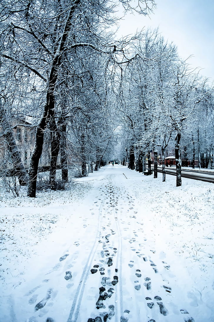 winter, snow, nature, trees, road, HD wallpaper