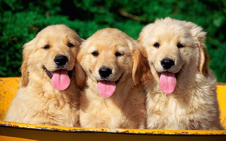 Animals, Dog, Golden Retriever, Pink Tongues, Cute, Puppy, Photography, HD wallpaper