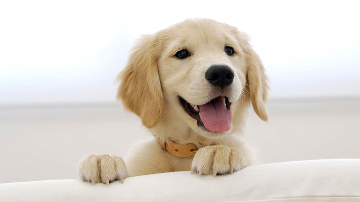 HD wallpaper: beige dog, puppies, golden retrievers, animals, canine, pets  | Wallpaper Flare
